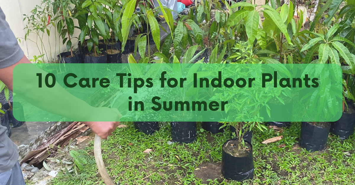 Summer Plant Care: 10 Best Tips for Indoor Plants